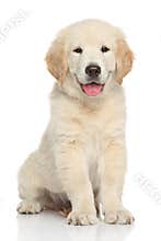 Golden retriever puppy