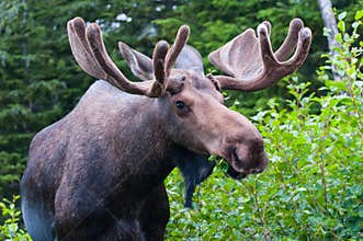 Bull Moose