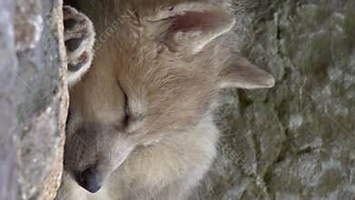 White wolf cub on the rocks