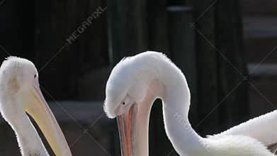 Backlit great white pelican preening feathers