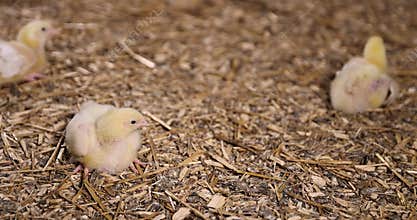 young broiler chickens at a large poultry farm