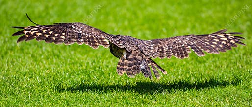 Owl bird hunting in flight