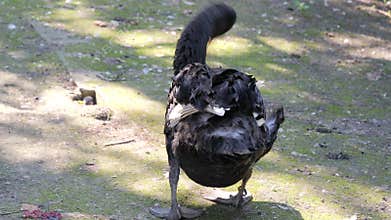 Black swan is cleaning feathers. Cygnus atratus