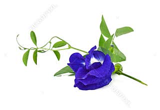 Butterfly Pea flower
