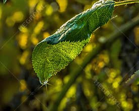 Sunlit Green Leaf with Sparkling Water Droplet