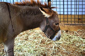 Donkey on Farm
