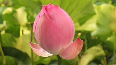 Lotus bud