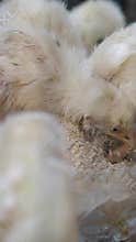 Baby chicks pecking at food in a farm setting