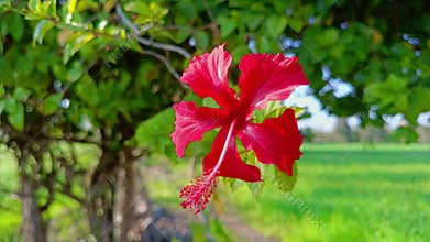Red hibiscus flowers