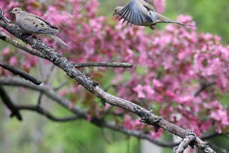 Mourning Dove perched in Blossoming Crabapple tree and one in flight - Zenaida macroura