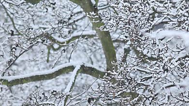 Details of actual snow falling at daytime in European city complicated life