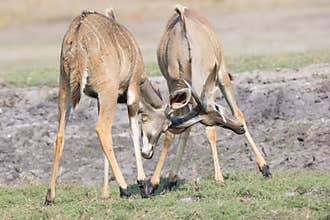 Two kudu deer play fighting