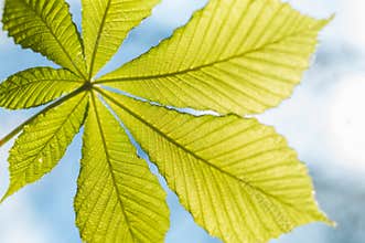 Chesnut leaf and blue sky