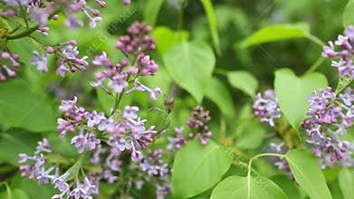 Branch with spring lilac flowers