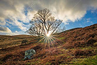 Sunstar at tree on Brough Law