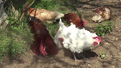 Free-range chickens laying eggs in a backyard garden. High animal welfare standards.