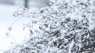 Details of actual snow falling at daytime in European city complicated life