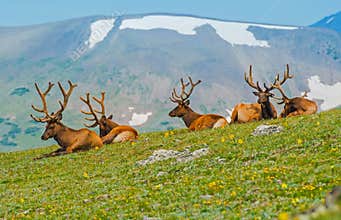 Gang of Elks in Colorado