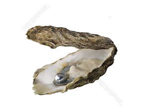 Oyster