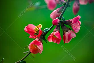 Blooming Japanese Quince Flowers in Spring