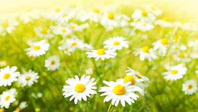 Flowers field