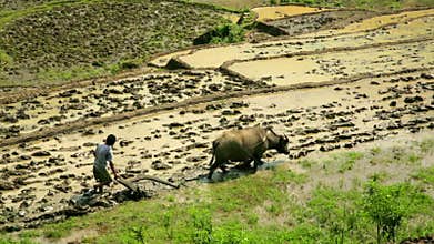 farming plowing with ox,farm in Sapa,Vietnam,primitive tractor