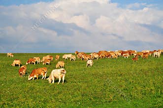 Cows farming agriculture