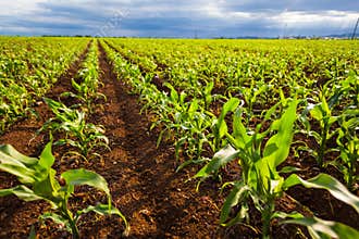 Corn field in sunlight