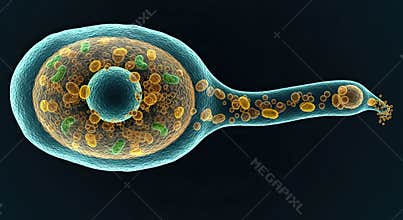 Beauveria Conidial Germination - 3D Confocal Laser Scanning Micrograph