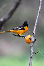 Baltimore Oriole and n Orange Wedge on a Tree Branch - Icterus galbula