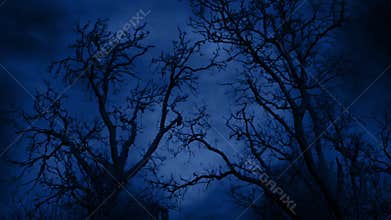 Lightning Storm Behind Trees Frightening Night Scene