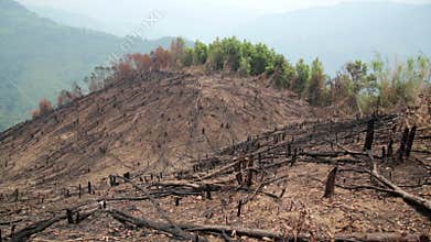 Deforestation, after forest fire, natural disaster
