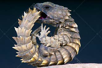 Armadillo girdled lizard / Cordylus cataphractus
