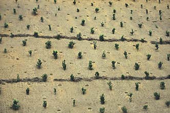 Cultivation and deforestation in Brazil.