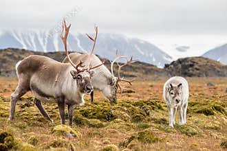 Wild Arctic reindeer family - Svalbard