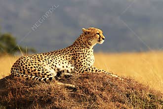 Masai Mara Cheetah