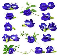 Butterfly Pea flower