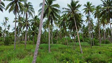 Moving between coconut palm trees