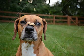 Old dog learns new trick