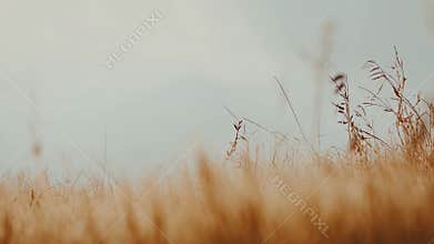Dry grass field under tranquil autumn sky