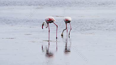 Close-up of flamingos feeding in marsh waters