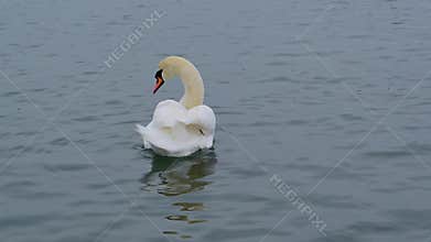 Wild birds of Ukraine in winter: an adult mute swan (Cygnus olor) A floating bird preening Black Sea
