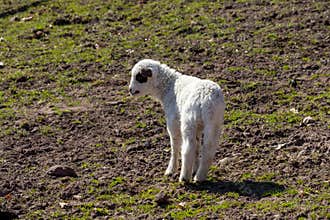 Cute Lamb Standing in Pasture on Sunny Day