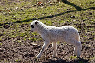 Cute Lamb Standing in Pasture on Sunny Day