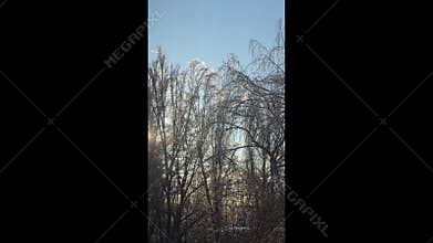 Tree branches covered in thick ice after freezing rain and winter storms.