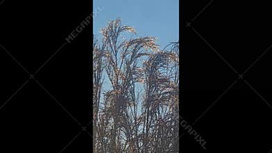 Tree branches covered in thick ice after freezing rain and winter storms.