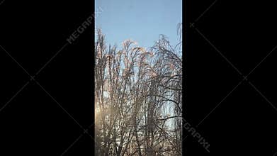 Tree branches covered in thick ice after freezing rain and winter storms.