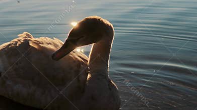 Graceful swan preening its feathers on the water surface at sunset. Natural