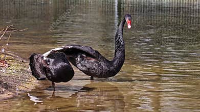 Black Swan, Cygnus atratus in a german nature park
