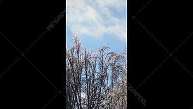 Tree branches covered in thick ice after freezing rain and winter storms.